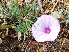 Convolvulus althaeoides