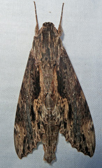 Erinnyis oenotrus