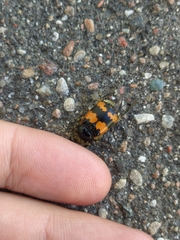 Nicrophorus vespillo