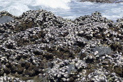 Saccostrea cuccullata