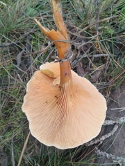 Hygrophoropsis