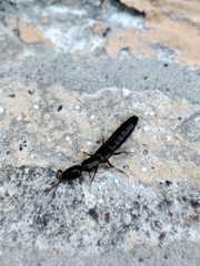 Xantholinus
