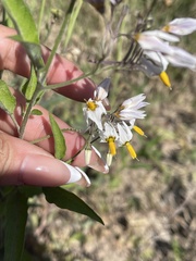 Solanum aloysiifolium