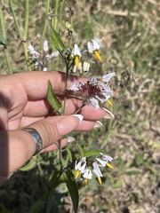 Solanum aloysiifolium