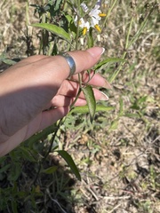 Solanum aloysiifolium