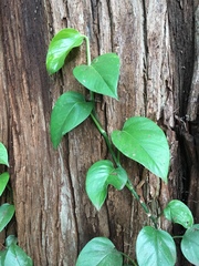 Epipremnum