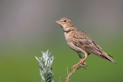 Calandra Lark