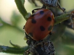 Hippodamia variegata