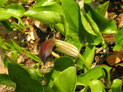 Arisarum vulgare