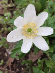 Anemonoides nemorosa