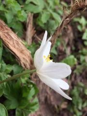 Anemonoides nemorosa