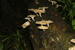 Lentinus sajor-caju