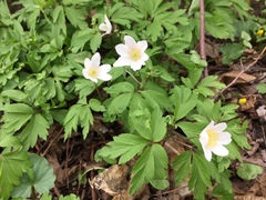 Anemonoides nemorosa