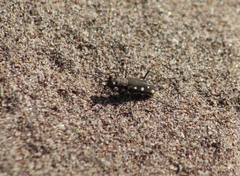 Cicindela ocellata