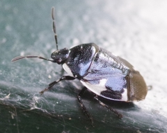 Tritomegas sexmaculatus