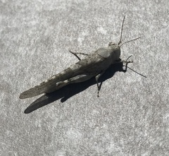 Sphingonotus rubescens
