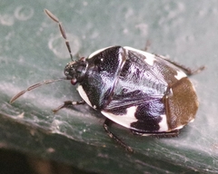 Tritomegas sexmaculatus