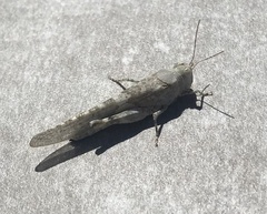 Sphingonotus rubescens