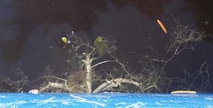 Utricularia radiata