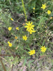 Croptilon divaricatum