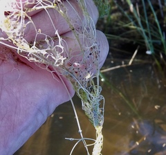 Utricularia radiata