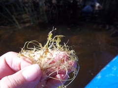 Utricularia radiata