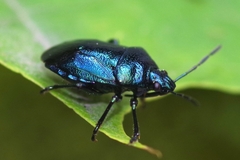 Zicrona caerulea
