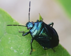 Zicrona caerulea