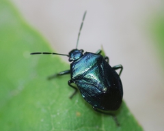 Zicrona caerulea
