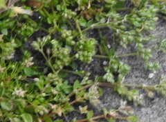 Polycarpon tetraphyllum