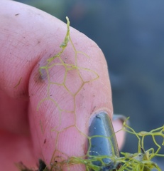 Hydrodictyon reticulatum