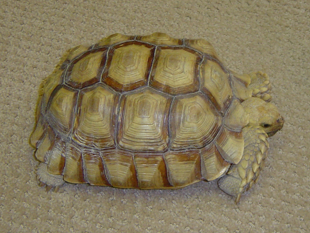 Centrochelys