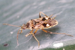 Beosus maritimus