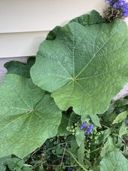 Alcea rosea