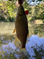 Notemigonus crysoleucas