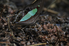 Polyura athamas