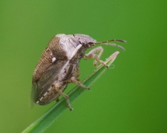 Eysarcoris aeneus
