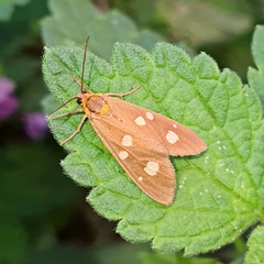Dysauxes famula