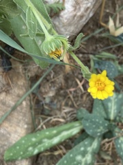 Calendula arvensis