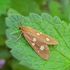 Dysauxes famula