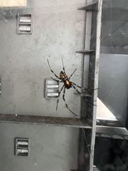 Nephilengys malabarensis