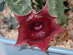 Huernia