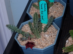 Huernia