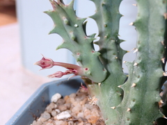 Huernia