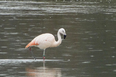 Phoenicopterus chilensis