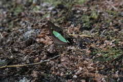 Polyura athamas