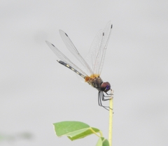 Trithemis pallidinervis