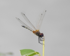 Trithemis pallidinervis