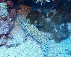 Epinephelus merra
