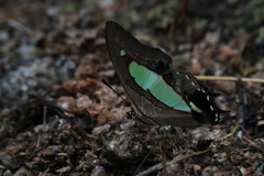 Polyura athamas
